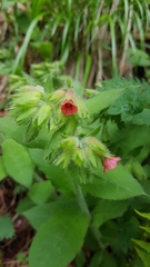 Pulmonaria rubra