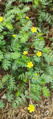 Tribulus terrestris