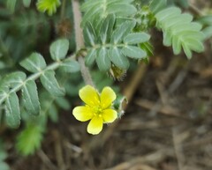 Tribulus terrestris