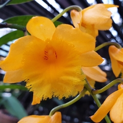 Dendrobium fimbriatum
