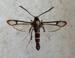 Synanthedon