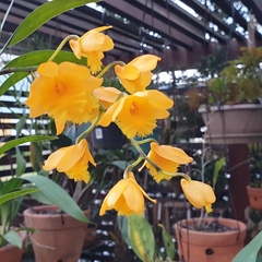 Dendrobium fimbriatum