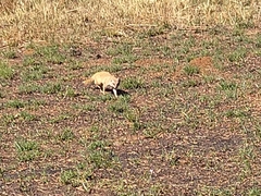 Cynictis penicillata