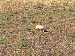 Cynictis penicillata