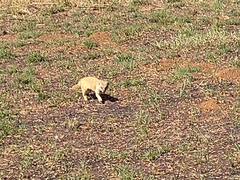 Cynictis penicillata