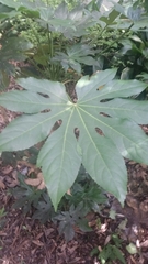 Fatsia