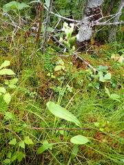 Platanthera clavellata image