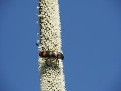 Temognatha regia