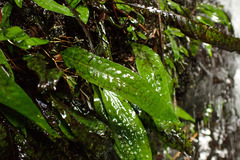 Leptochilus pteropus