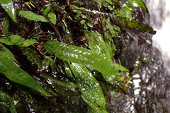 Leptochilus pteropus