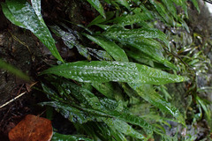 Leptochilus pteropus