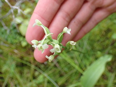 Platanthera clavellata image