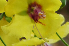 Verbascum arcturus