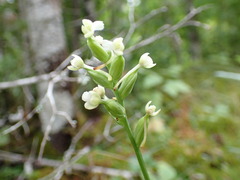 Platanthera clavellata image