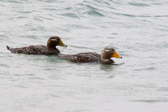 Tachyeres brachypterus