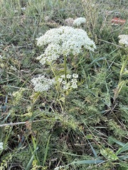 Peucedanum puberulum