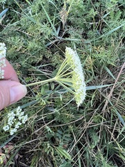 Peucedanum puberulum