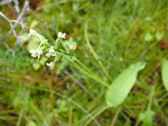 Platanthera clavellata image