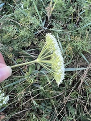 Peucedanum puberulum