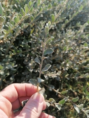 Salix repens argentea
