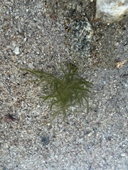 Draparnaldioides baicalensis