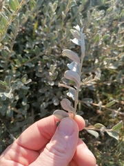 Salix repens argentea