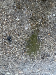 Draparnaldioides baicalensis