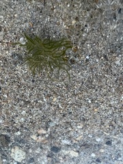 Draparnaldioides baicalensis