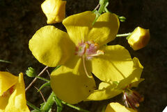 Verbascum arcturus