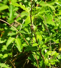 Cordulegaster bilineata