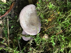 Baeospora myriadophylla