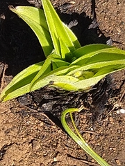 Hypoxis hemerocallidea