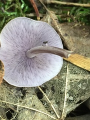 Baeospora myriadophylla