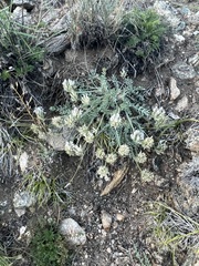 Oxytropis selengensis