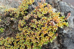 Salix tschuktschorum