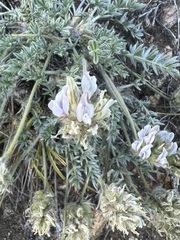Oxytropis selengensis