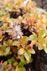 Salix tschuktschorum