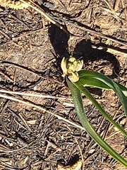Albuca setosa