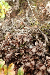 Salix tschuktschorum