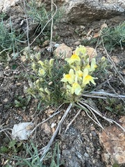 Linaria buriatica