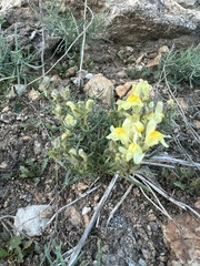 Linaria buriatica