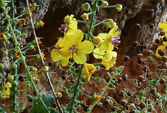 Verbascum arcturus