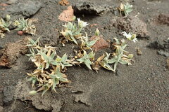Stellaria eschscholtziana