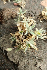 Stellaria eschscholtziana