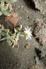 Stellaria eschscholtziana