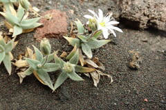 Stellaria eschscholtziana