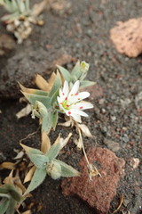 Stellaria eschscholtziana