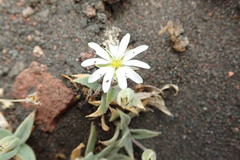 Stellaria eschscholtziana