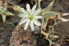 Stellaria eschscholtziana