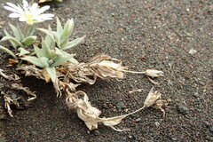 Stellaria eschscholtziana